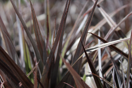 Astelia Red Devil tm.