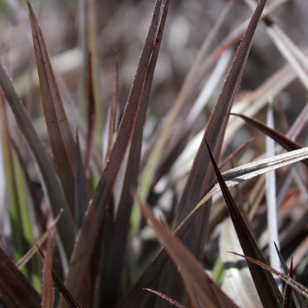 Astelia Red Devil Image