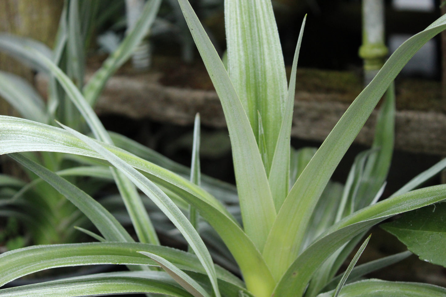 Astelia Silver Shadow