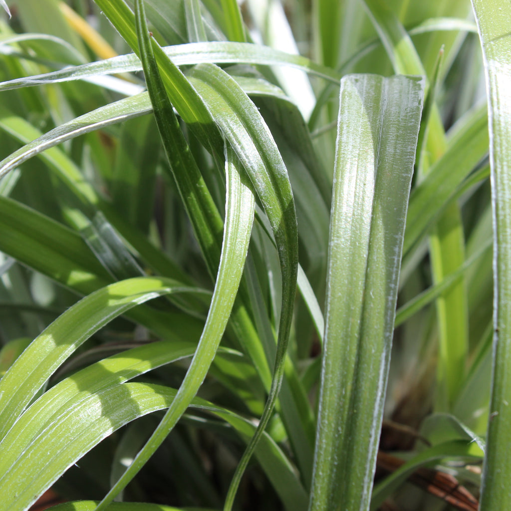 Astelia banksii Image