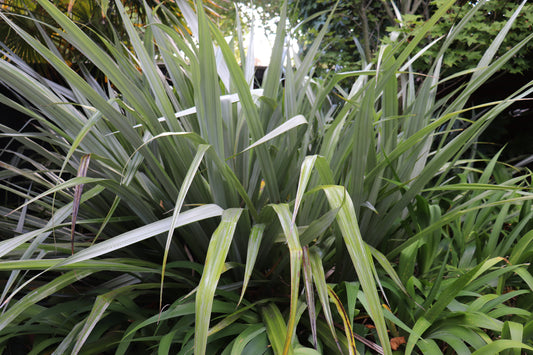 Astelia chathamica 2