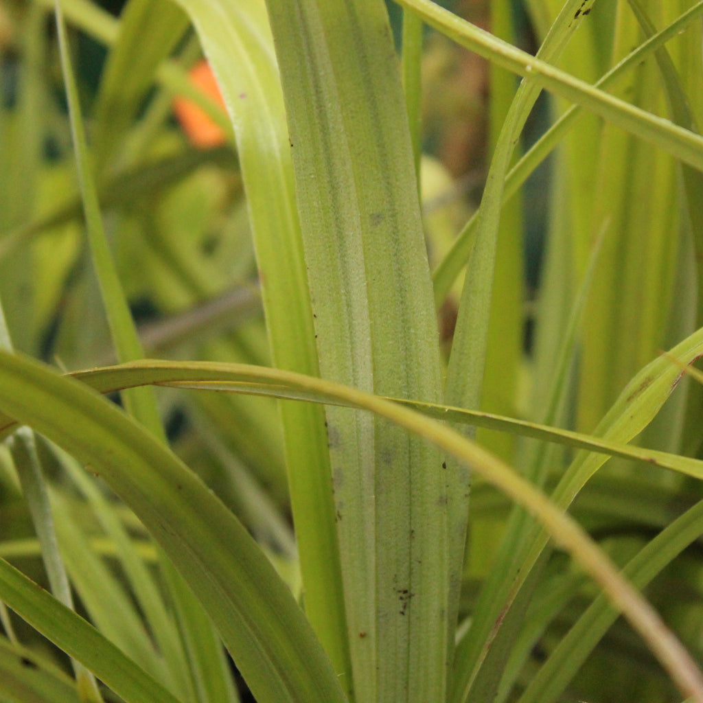 Astelia fragrans Image