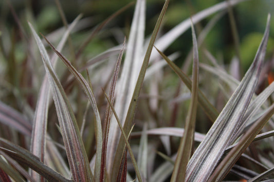 Astelia nervosa Westland