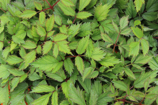 Astilbe simplicifolia
