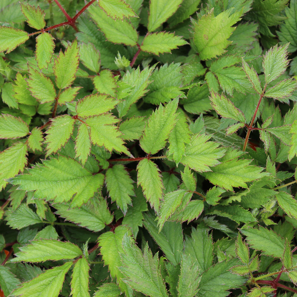 Astilbe simplicifolia Image