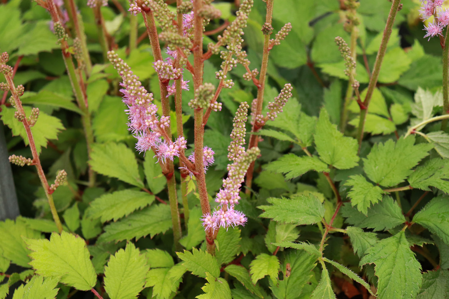 Astilbe simplicifolia 2