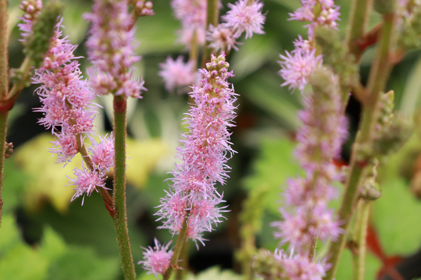 Astilbe simplicifolia 3