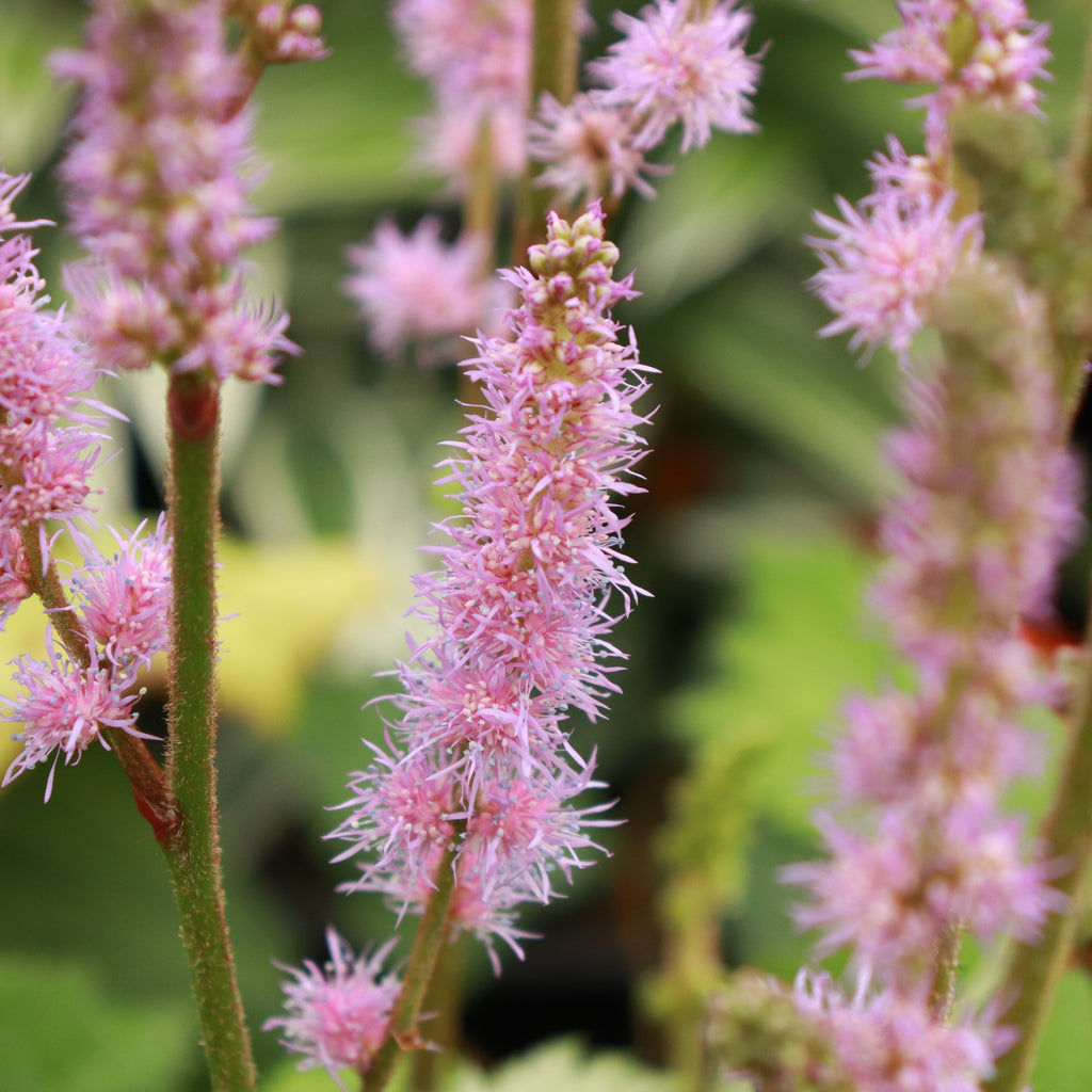 Astilbe simplicifolia Image