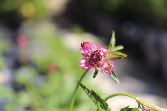 Astrantia major