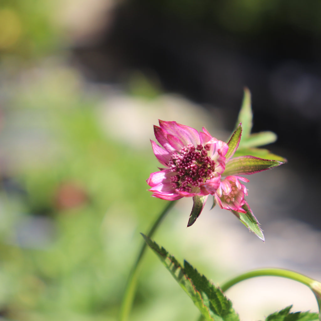 Astrantia major Image