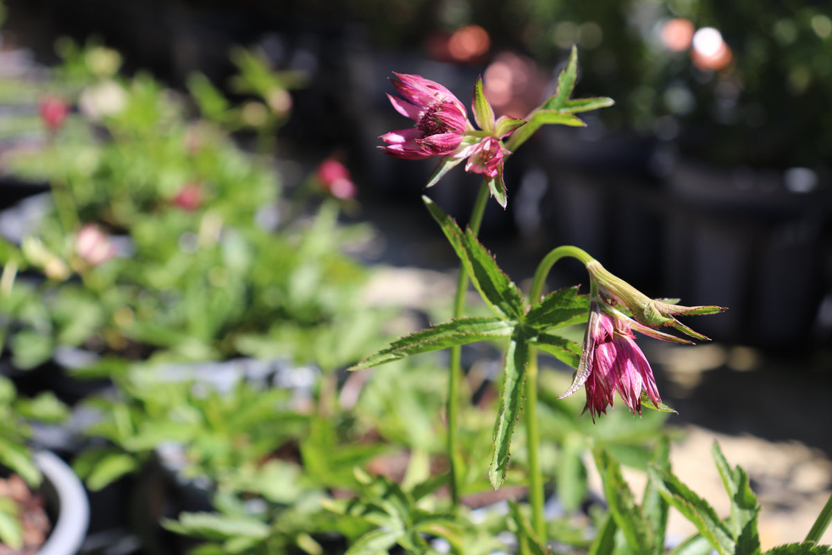 Astrantia major 2
