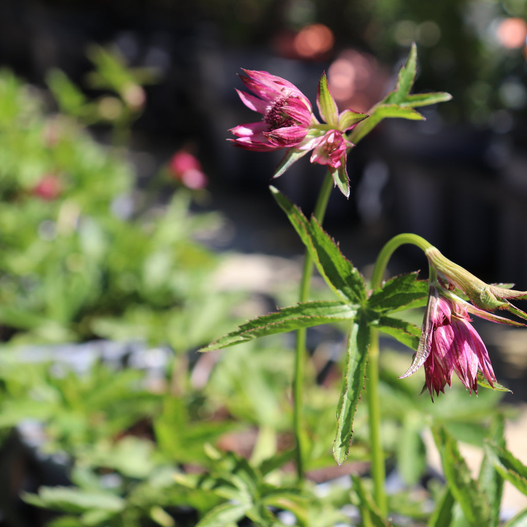 Astrantia major Image