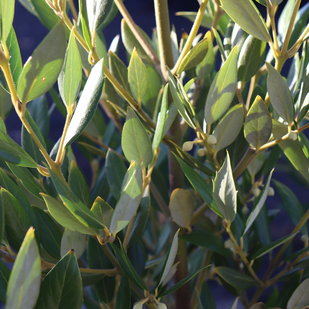 Atherosperma moschatum Image