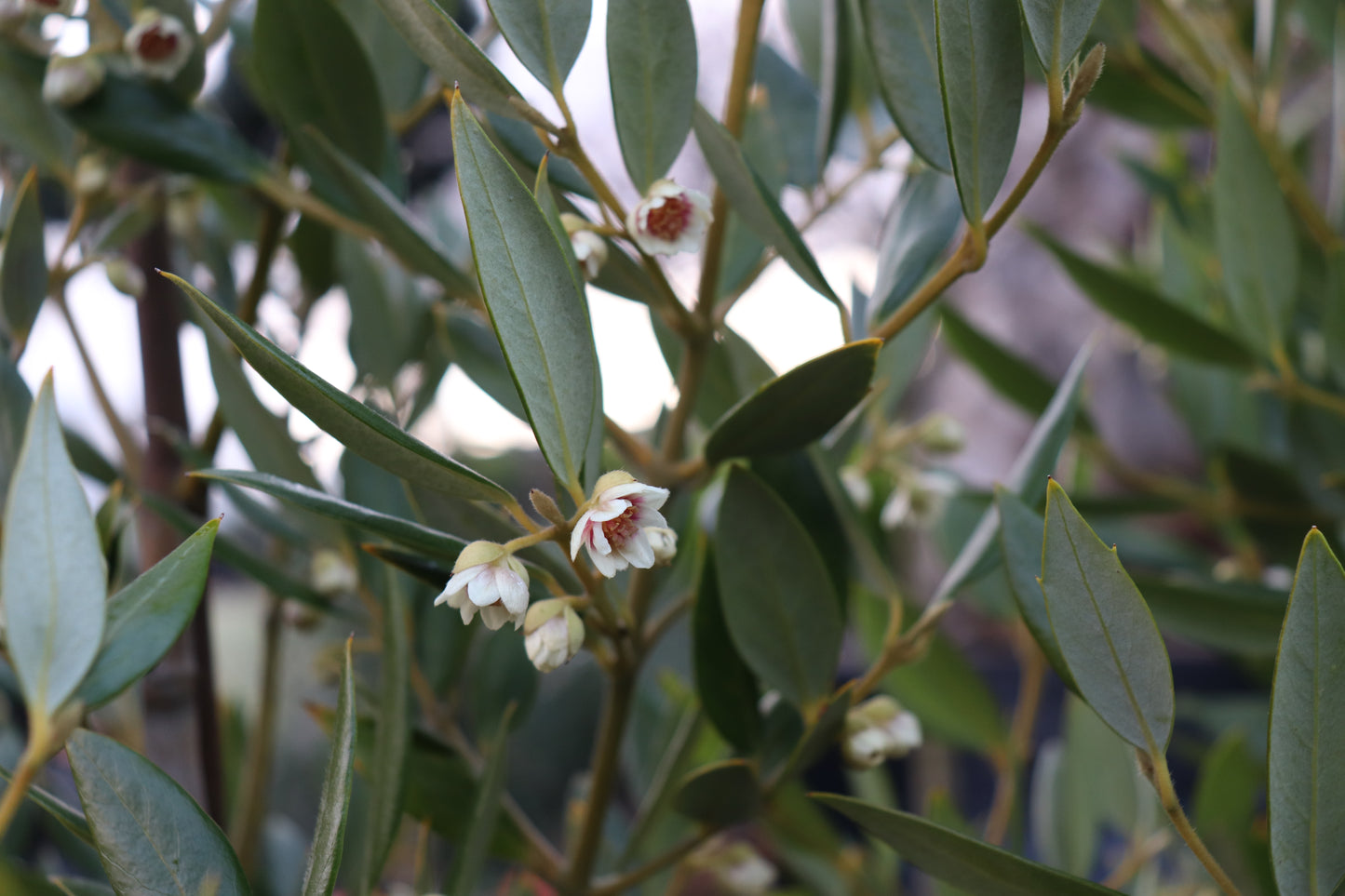 Atherosperma moschatum 2