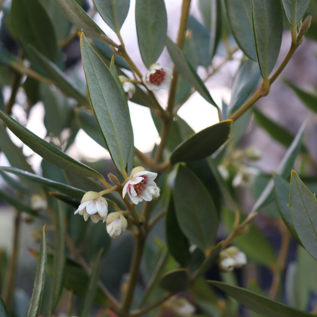 Atherosperma moschatum Image