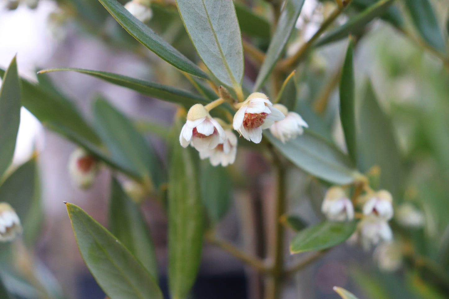 Atherosperma moschatum 3