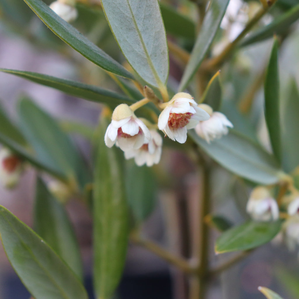 Atherosperma moschatum Image