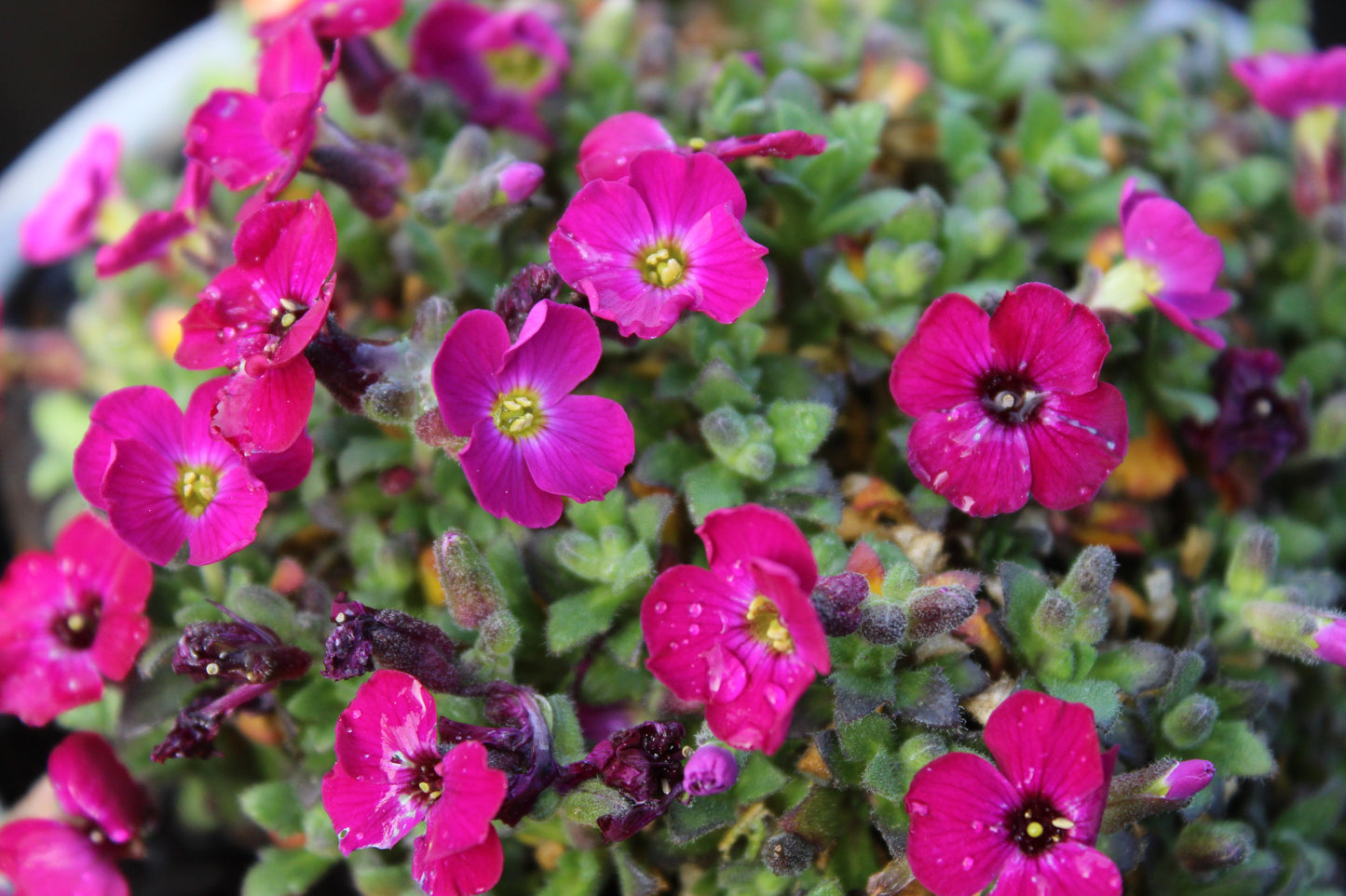 Aubrieta cultorum