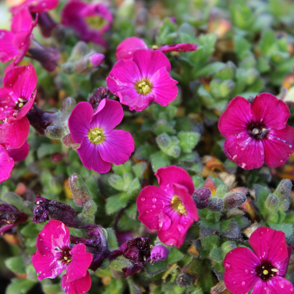 Aubrieta cultorum Image