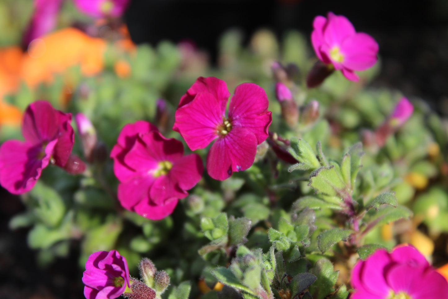 Aubrieta cultorum 2
