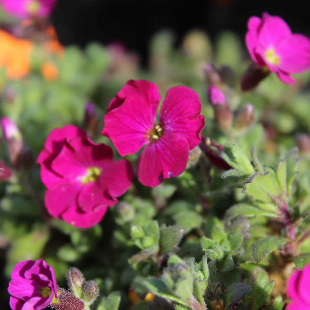 Aubrieta cultorum Image