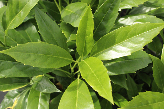 Aucuba forest green.