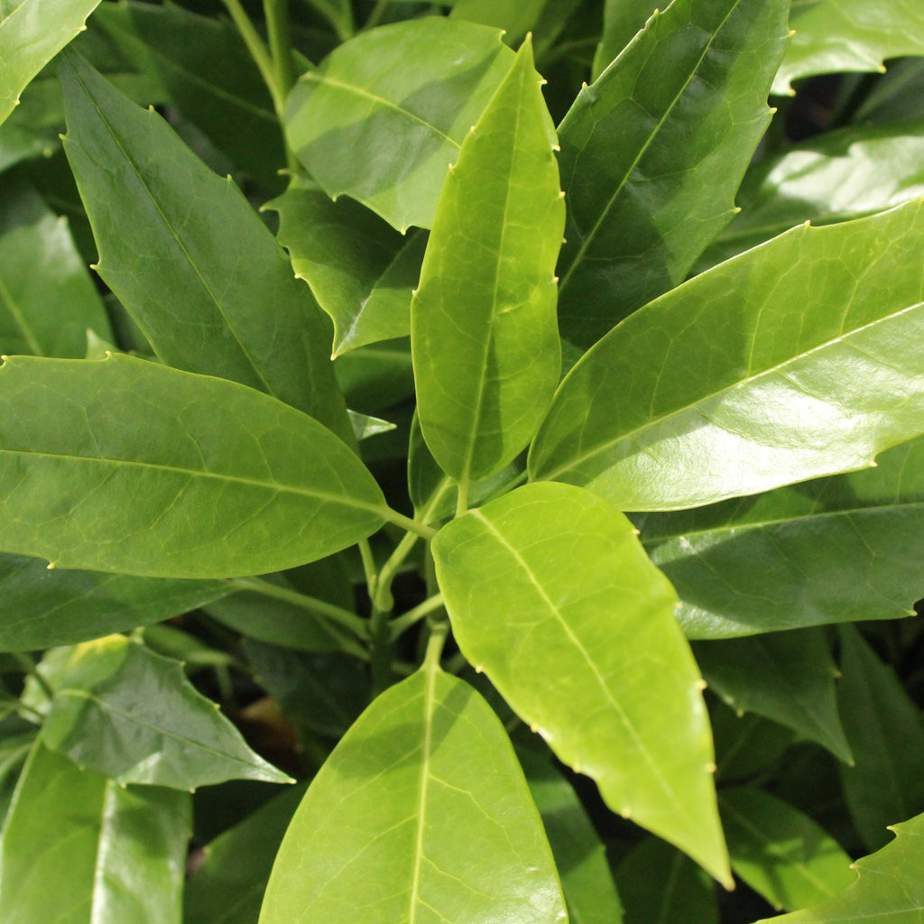 Aucuba forest green Image