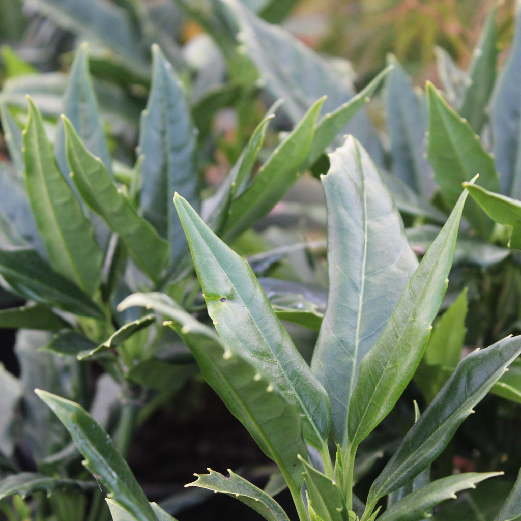 Aucuba japonica Salicifolia Image