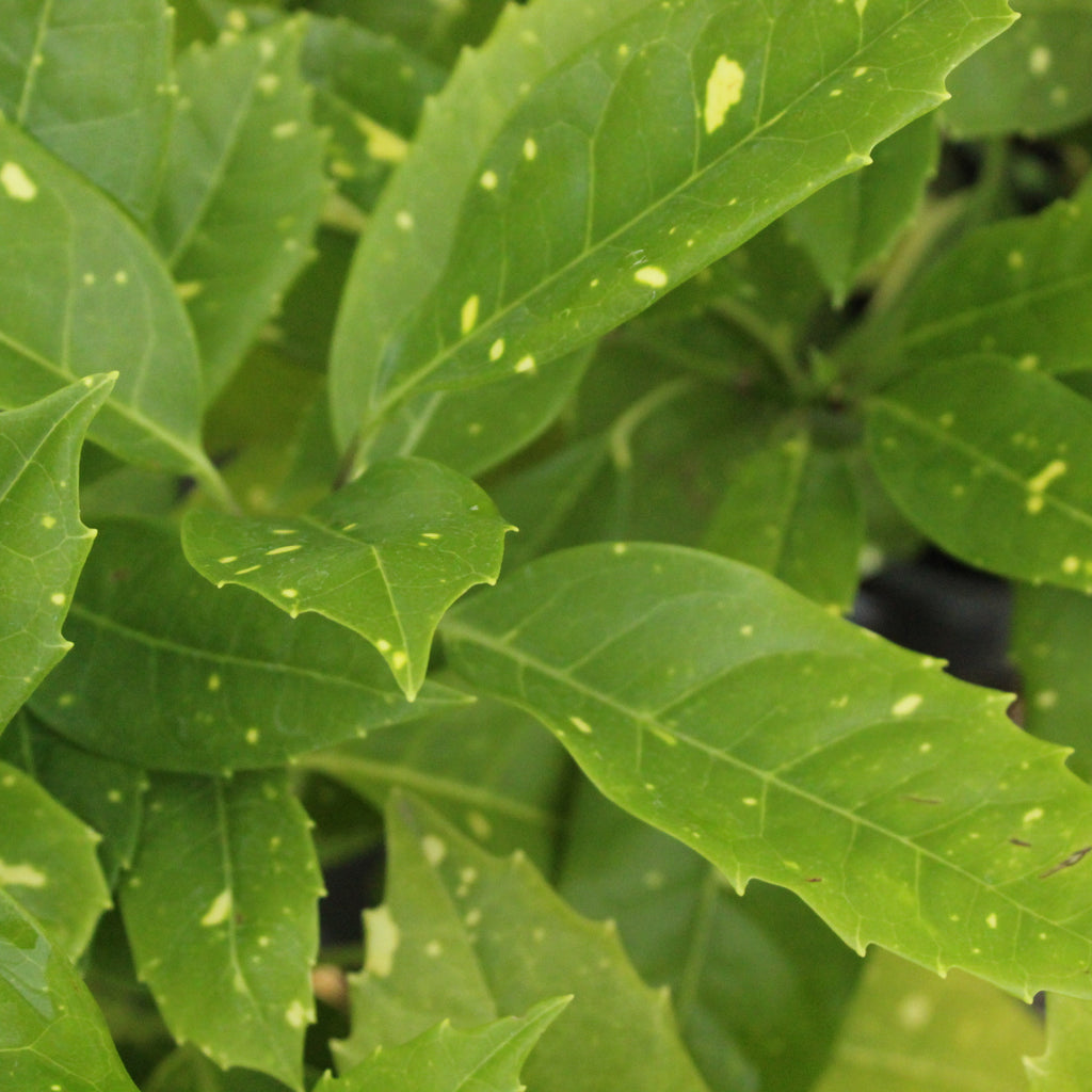 Aucuba jungle girl Image