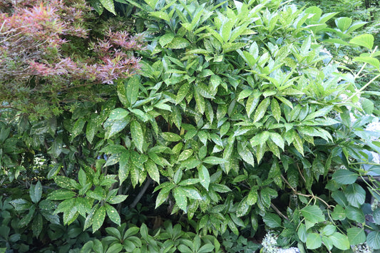 Aucuba jungle girl 2