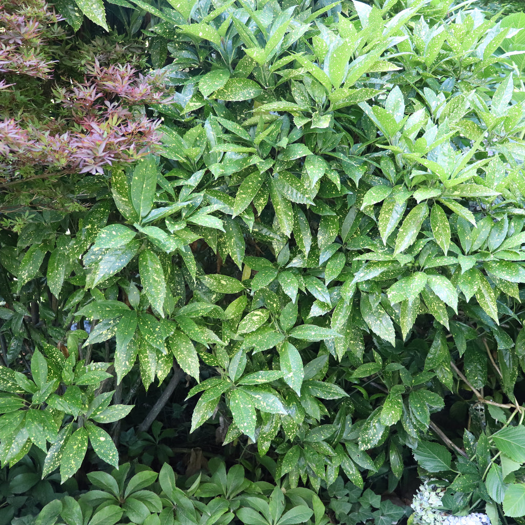 Aucuba jungle girl Image