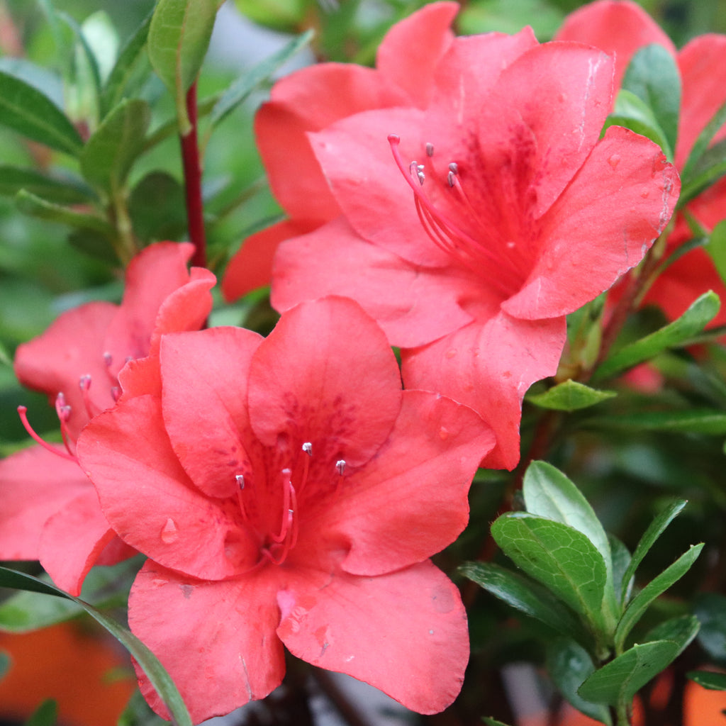 Azalea Fire Tower Image