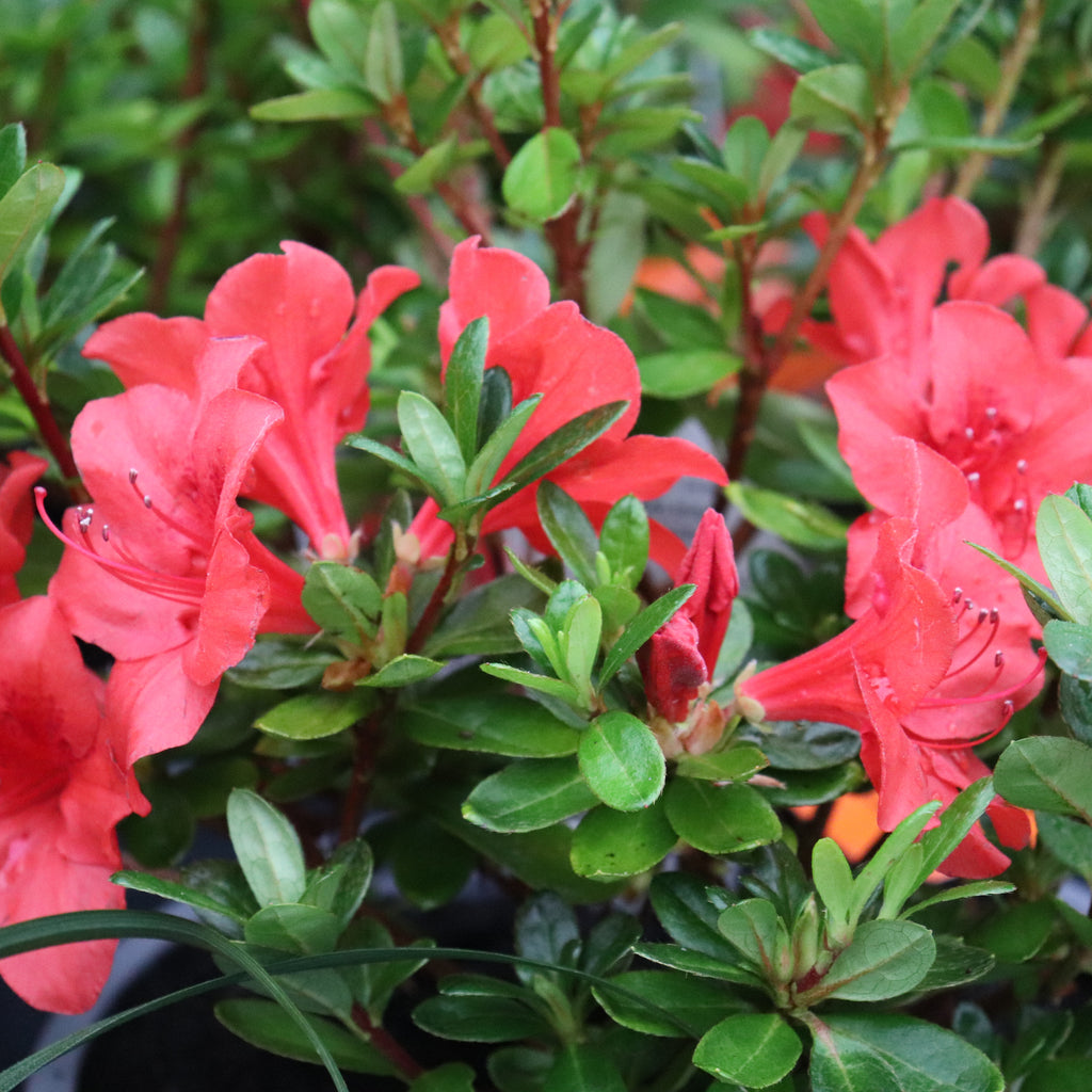 Azalea Fire Tower Image