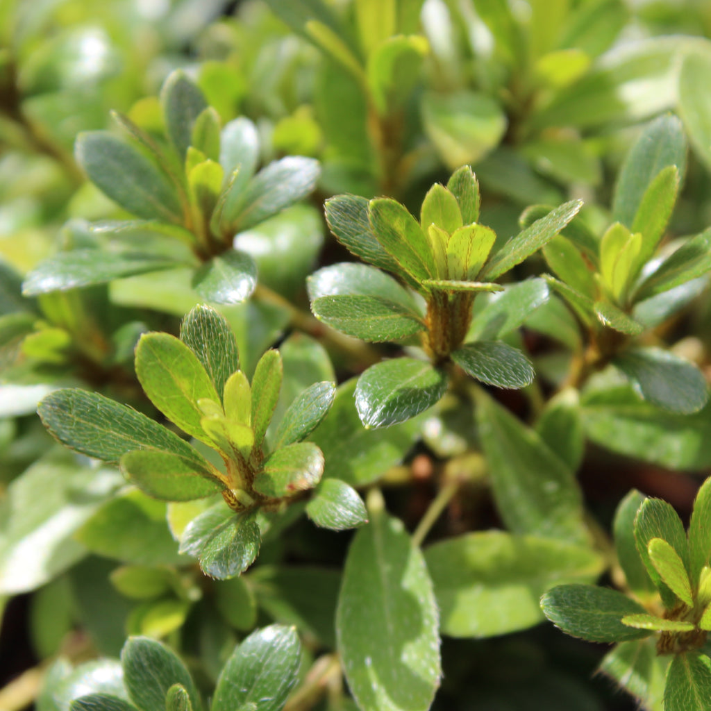 Azalea Gumpo White Image