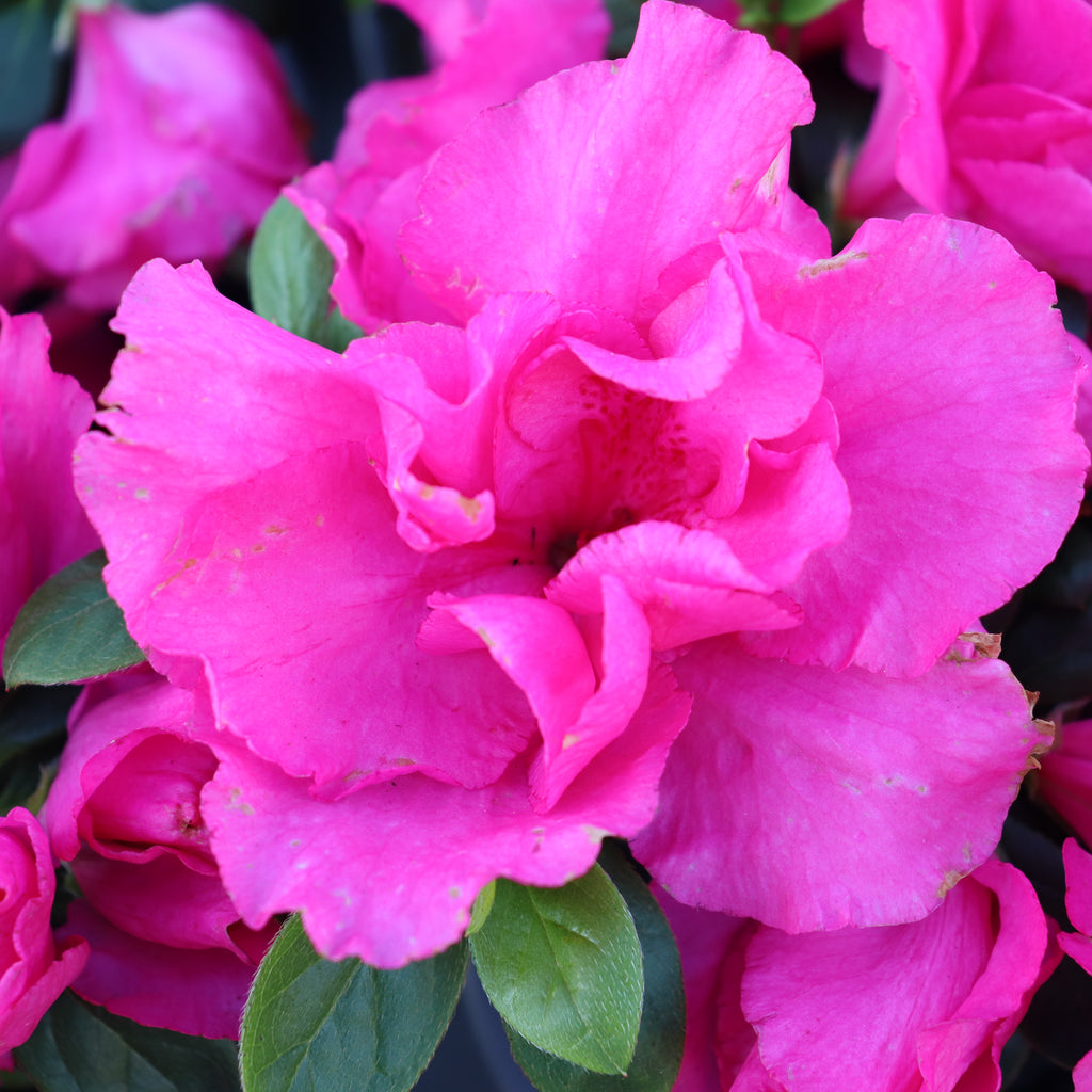 Azalea Kosmos Image