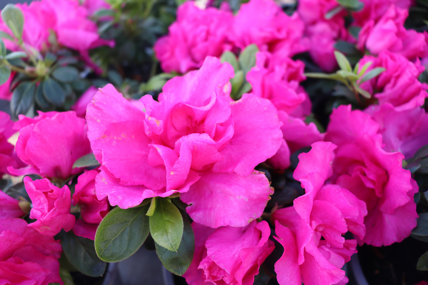 Azalea Kosmos 2