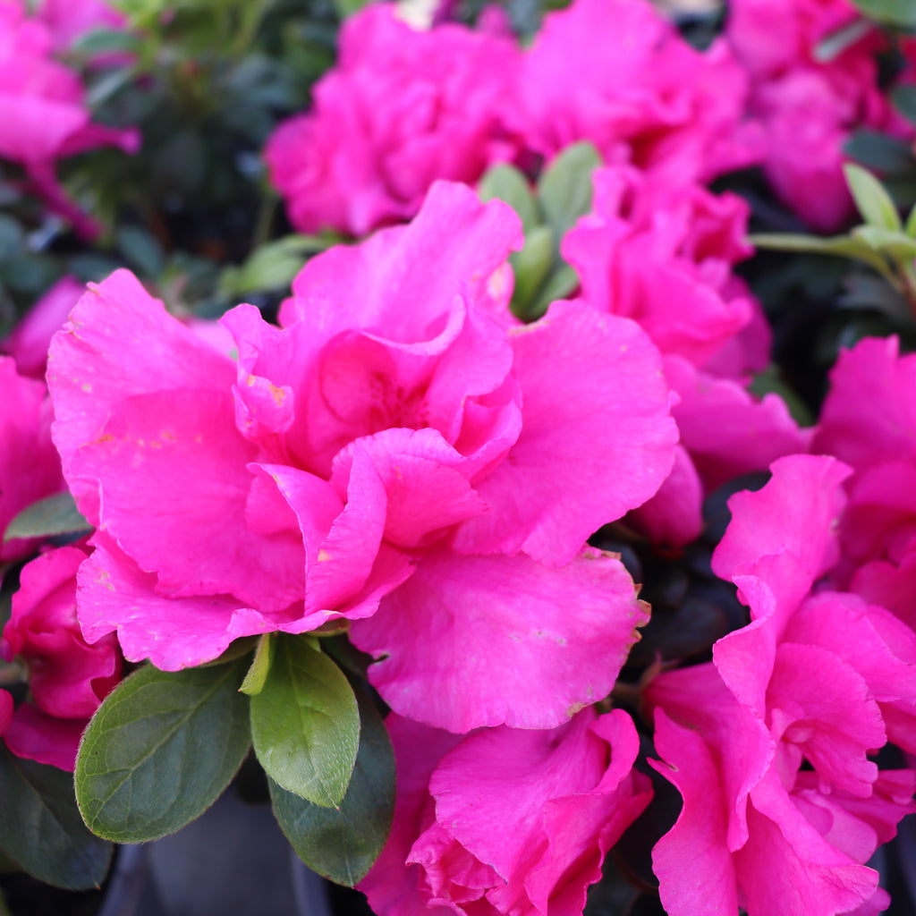 Azalea Kosmos Image