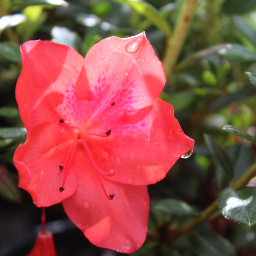 Azalea Mrs Kint Red Image