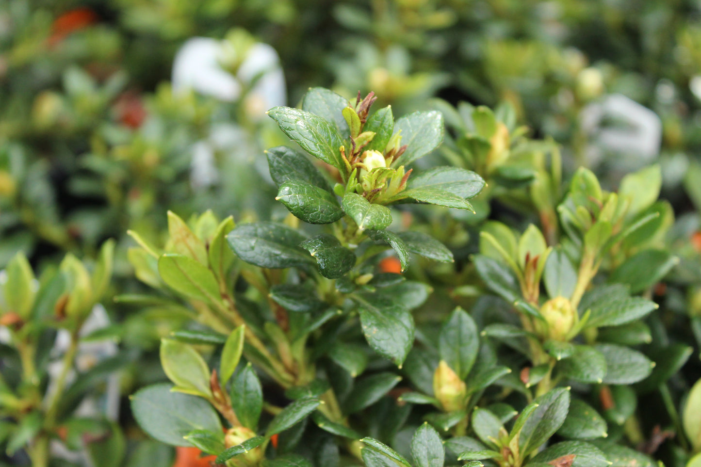 Azalea Mrs Kint White