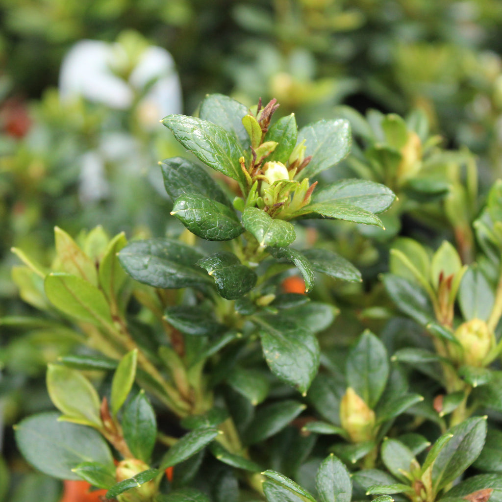 Azalea Mrs Kint White Image