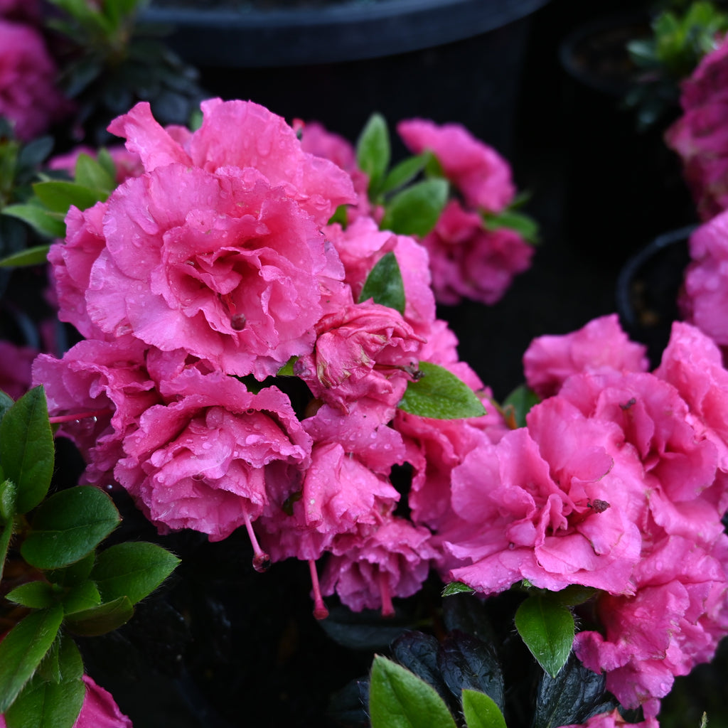 Azalea Ripples Image