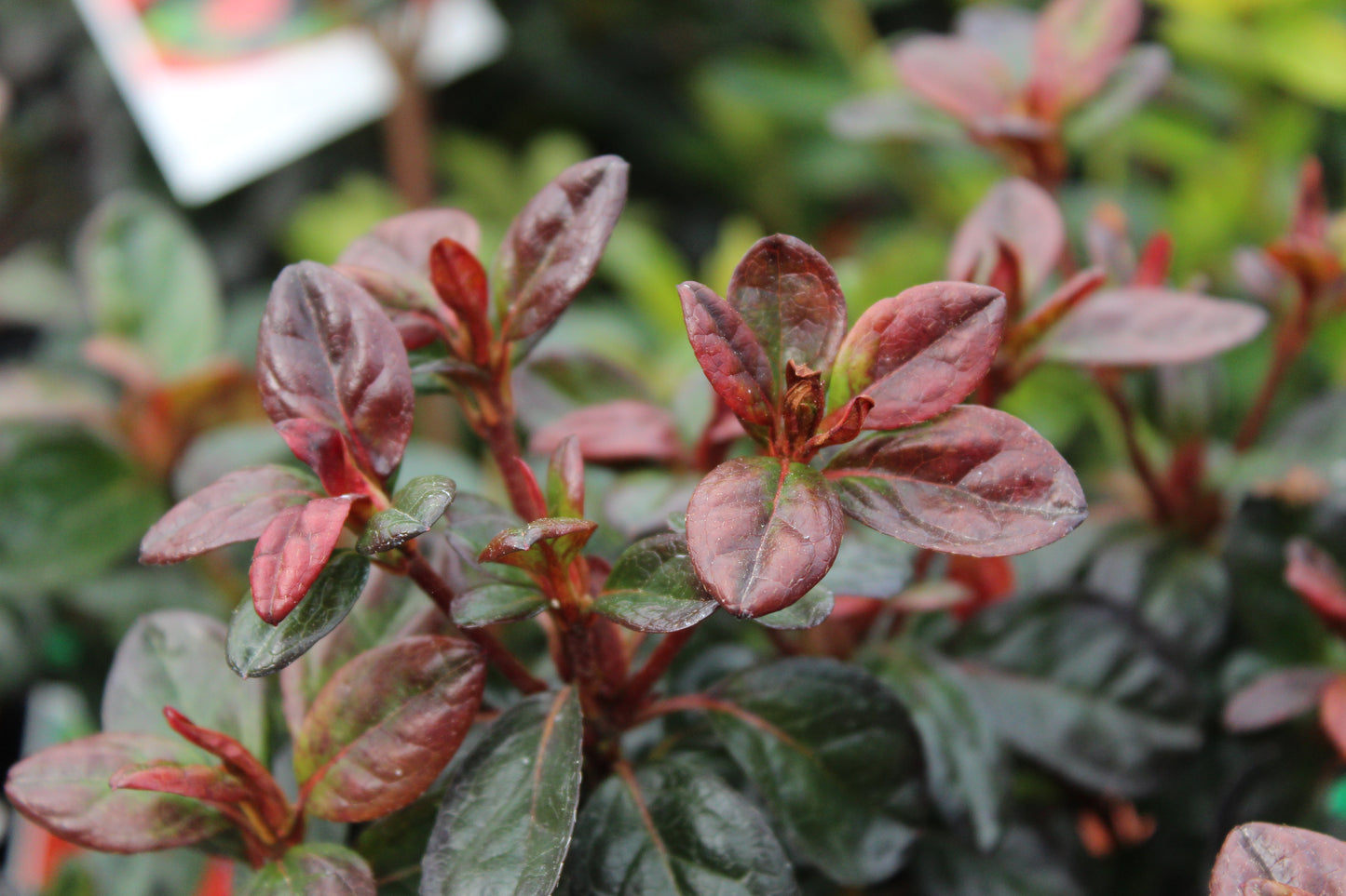 Azalea Wards Ruby