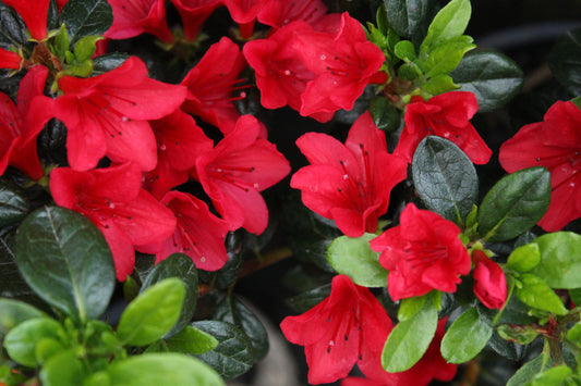 Azalea Wards Ruby flowers