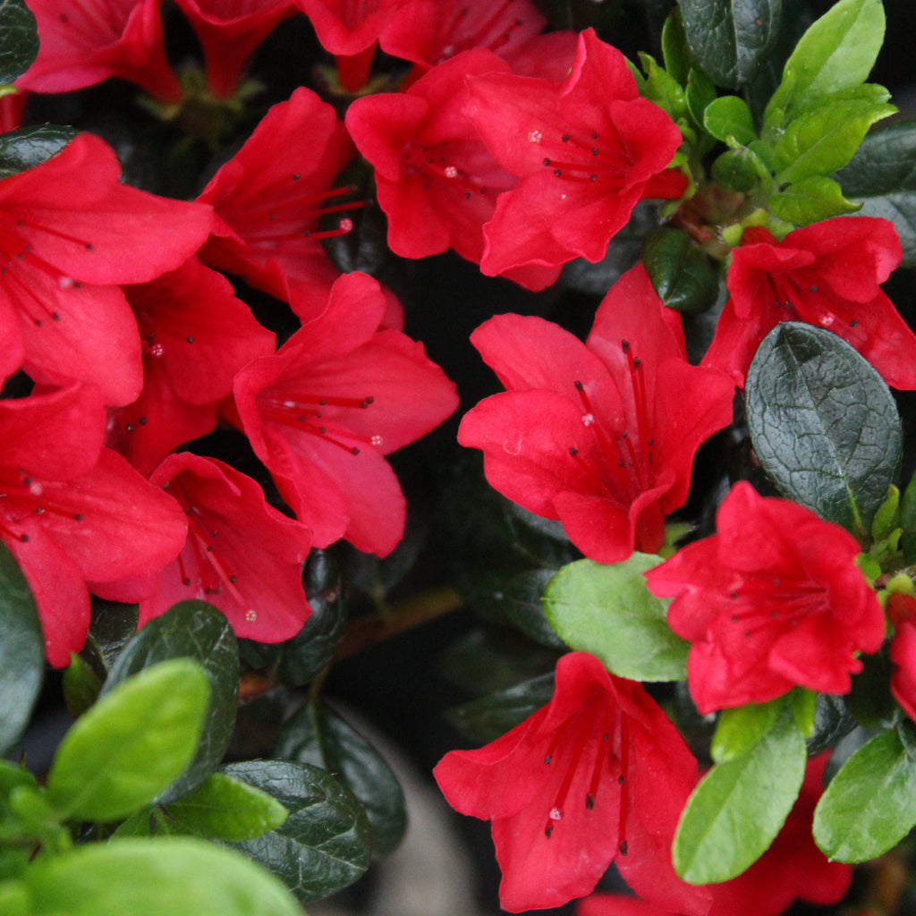 Azalea Wards Ruby Image