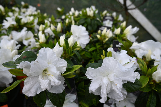 Azalea Whitehouse
