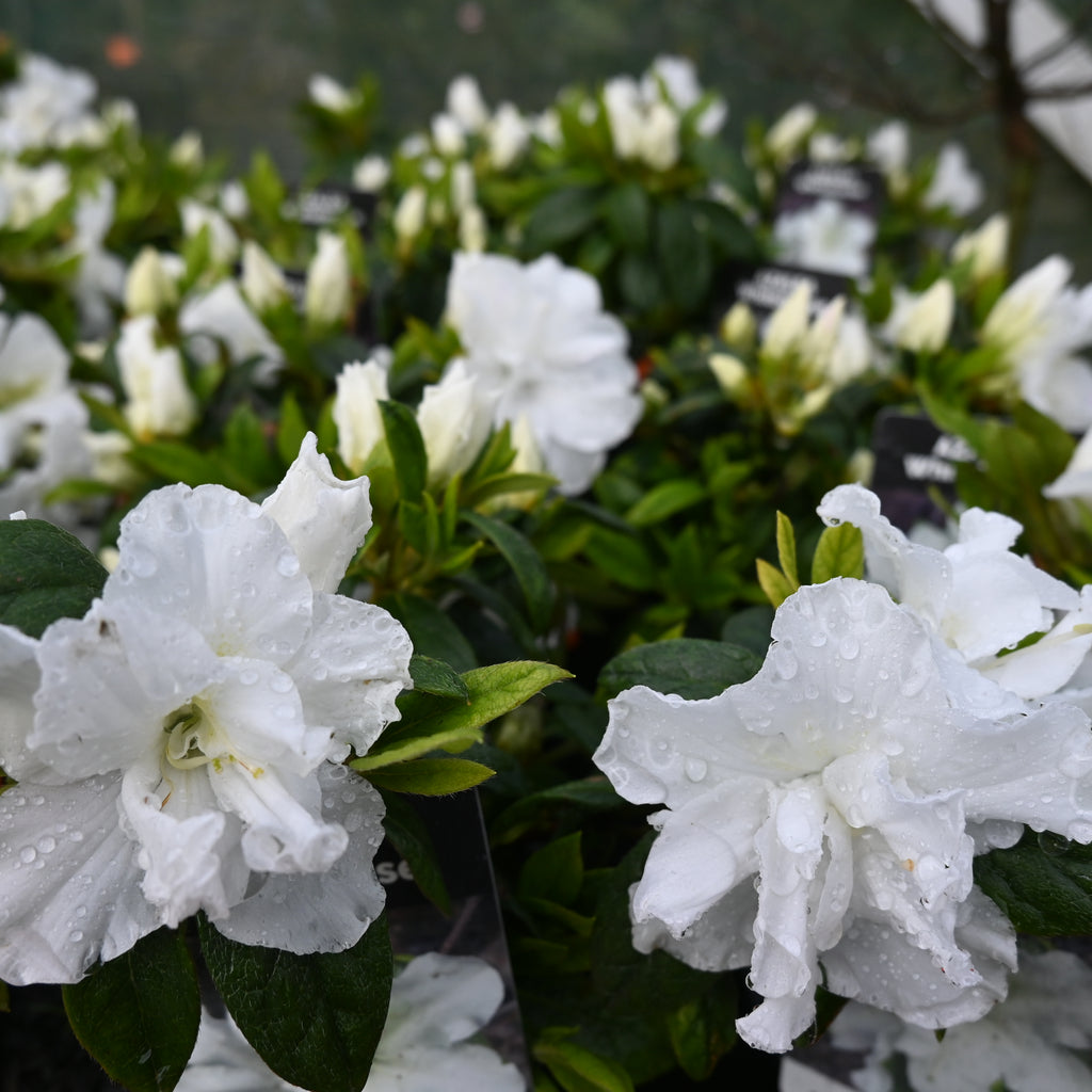 Azalea Whitehouse Image