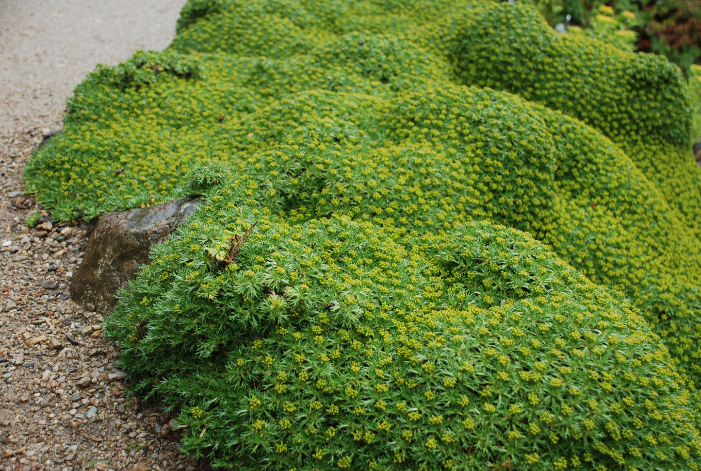 Azorella trifurcata 2