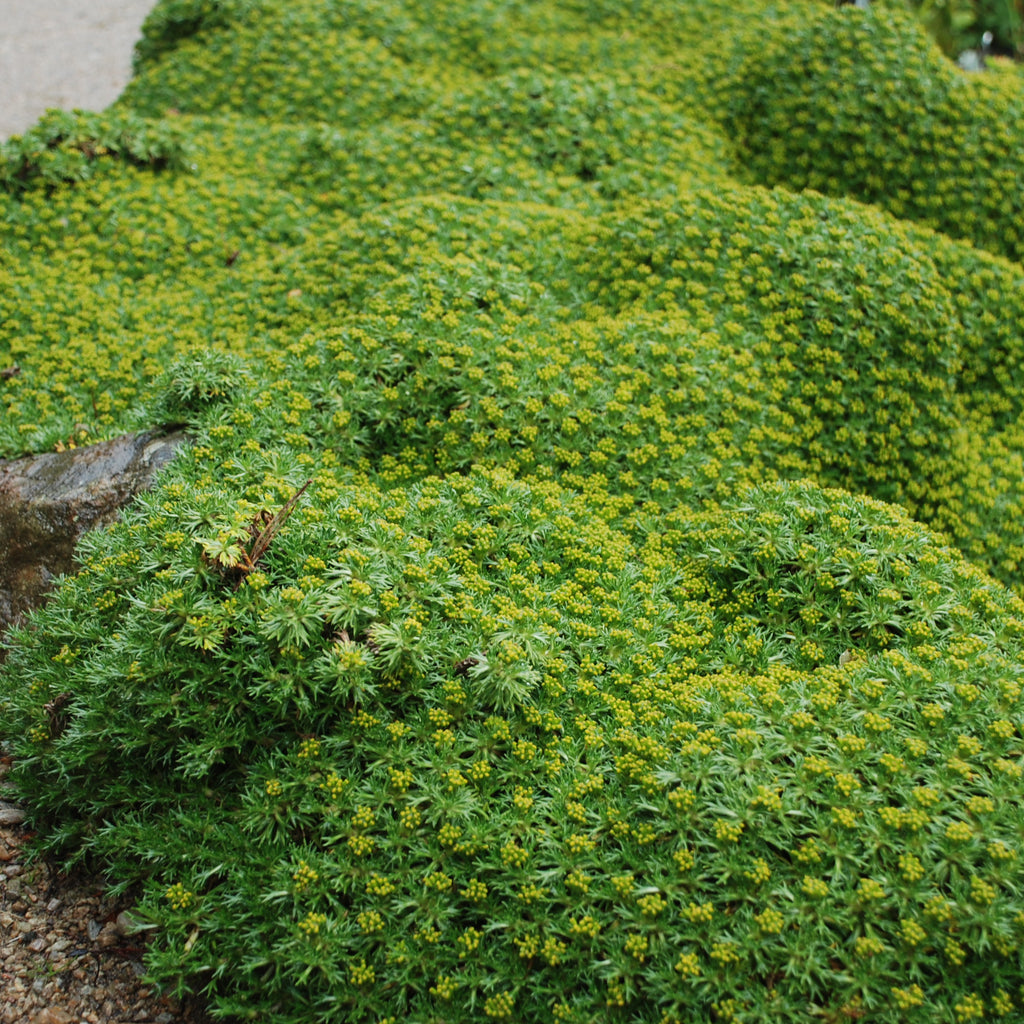 Azorella trifurcata Image