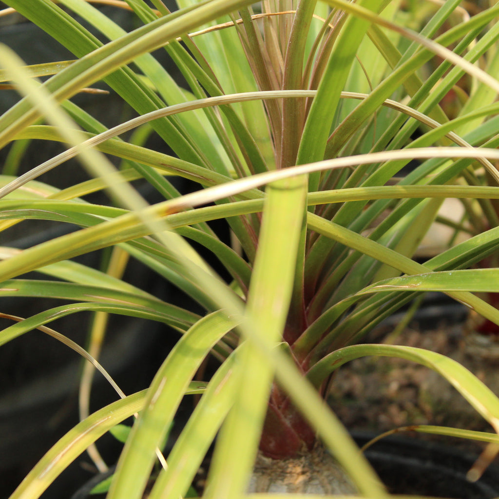 Beaucarnea recurvata Image