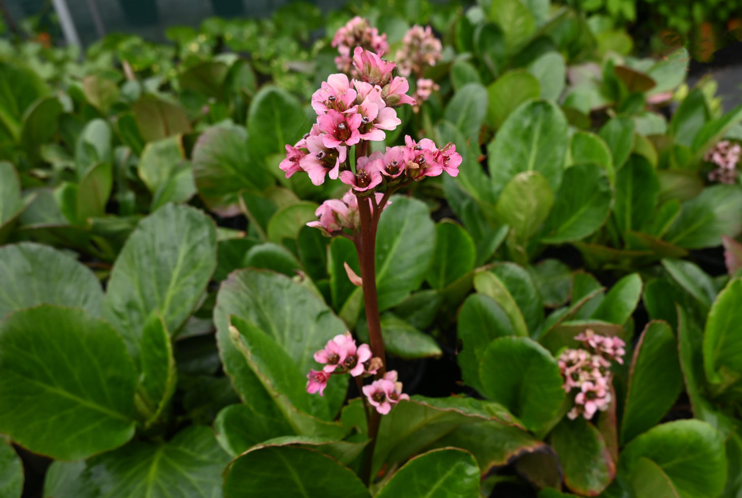 Bergenia cordifolia